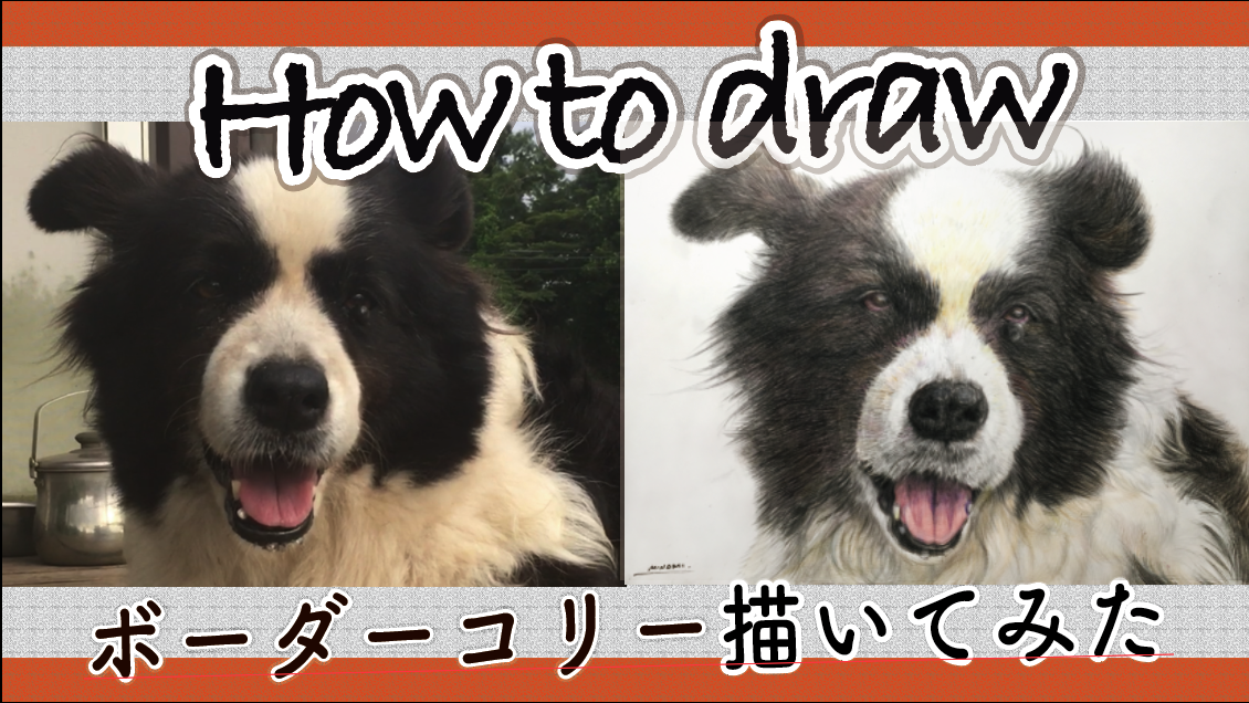 Drawing Border Collie How To Draw ボーダーコリー描いてみた 色鉛筆 賢くかわいい霧島アート牧場のローラちゃん 美術家いちだみなみ いちだみなみ 美術家